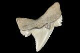 Serrated Fossil Auriculatus Tooth - Sarysu River, Kazakhstan #173803-1